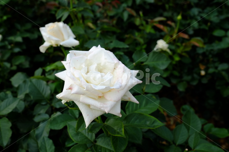 장미,rose,꽃,식물,하얀장미,blossom,plant,flower
