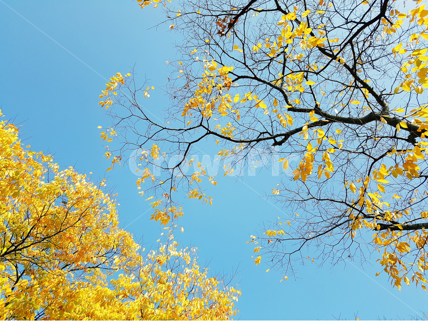 가을,하늘,파랑하늘,풍경,나무,가을,계절,fall,autumn,season,식물,자연,plants,nature,나무,trees,wood,tree,plant