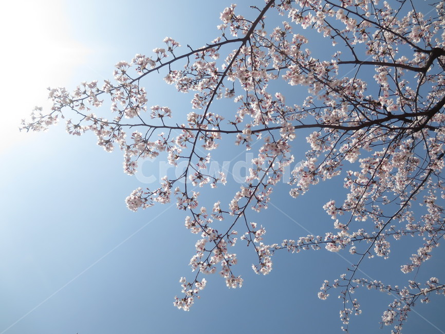 blossom,벚꽃,봄꽃,cherryblossom,꽃나무,계절,식물,자연,plants,nature,꽃,flower,감성,sensiblefeeling,봄,flowers,풍경,spring,season,나무,trees,tree,plant