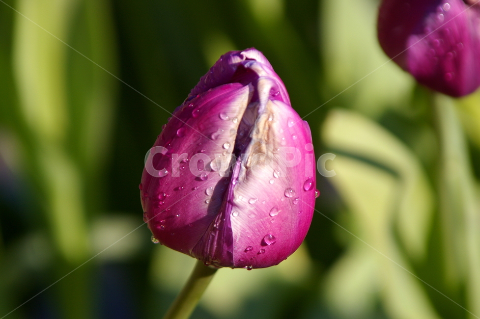 꽃,식물,blossom,flower,plant,튤립,식물,자연,plants,nature,꽃,flower