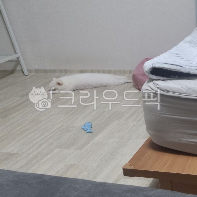 sleeping puppy,form,pomeranian,Puppy bowing,Hair growth puppy,Sleeping puppy