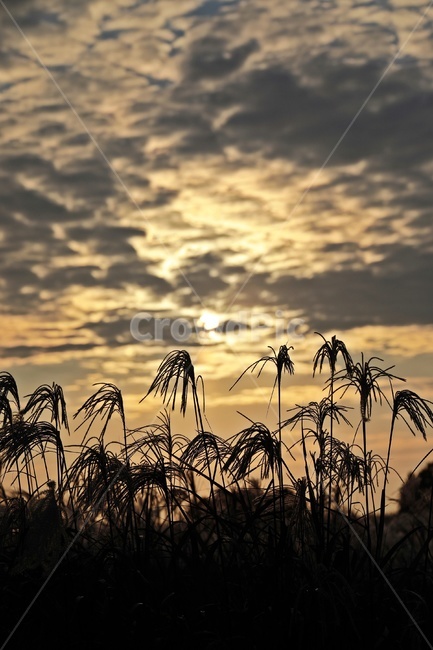 갈대,공원,하늘,구름,reed,park,sky,그림자,실루엣,silhouette,노을,가을,계절,fall,autumn,season,자연,풍경,nature,landscape,식물,plants,plant,grass,잔디,outdoors,옥외