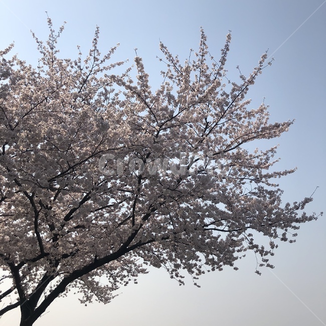 벚꽃,봄,4월,벚꽃나무,꽃,봄,계절,spring,season,plant,식물