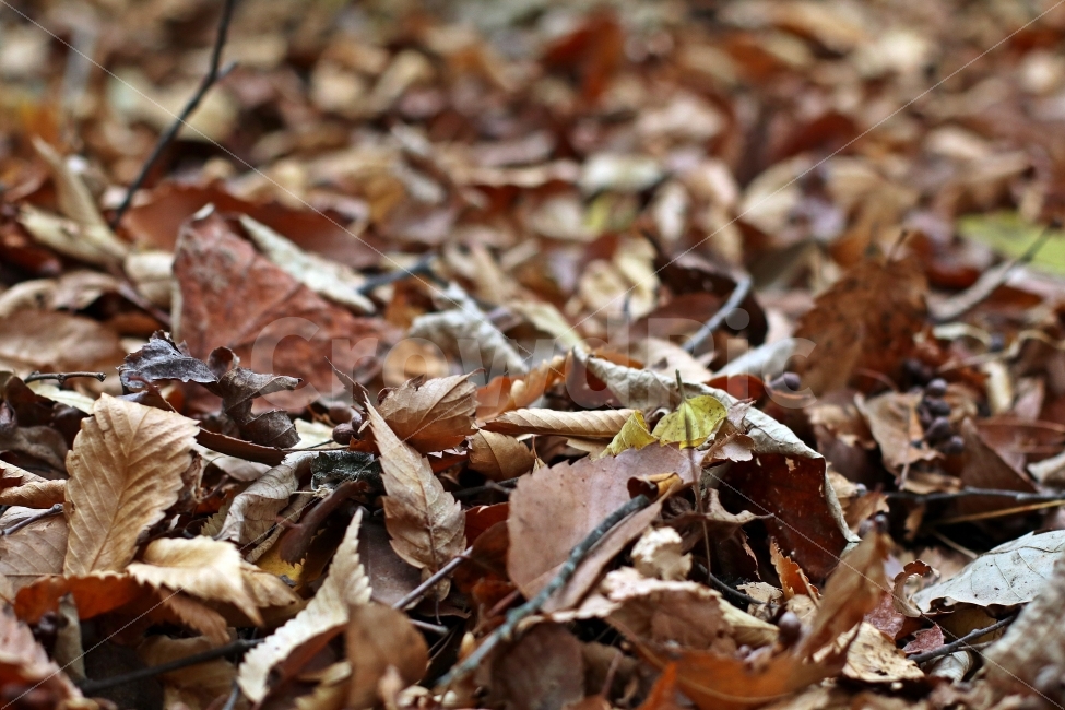 낙엽,수북한,떨어진,쌓인,건조한,자연,풍경,가을,가을,계절,fall,autumn,season,식물,자연,plants,nature,leaf,잎,plant,ground,바닥