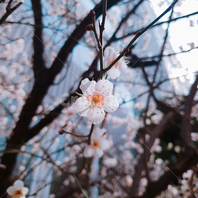 벚꽃,초봄,봄바람,따스함,희망