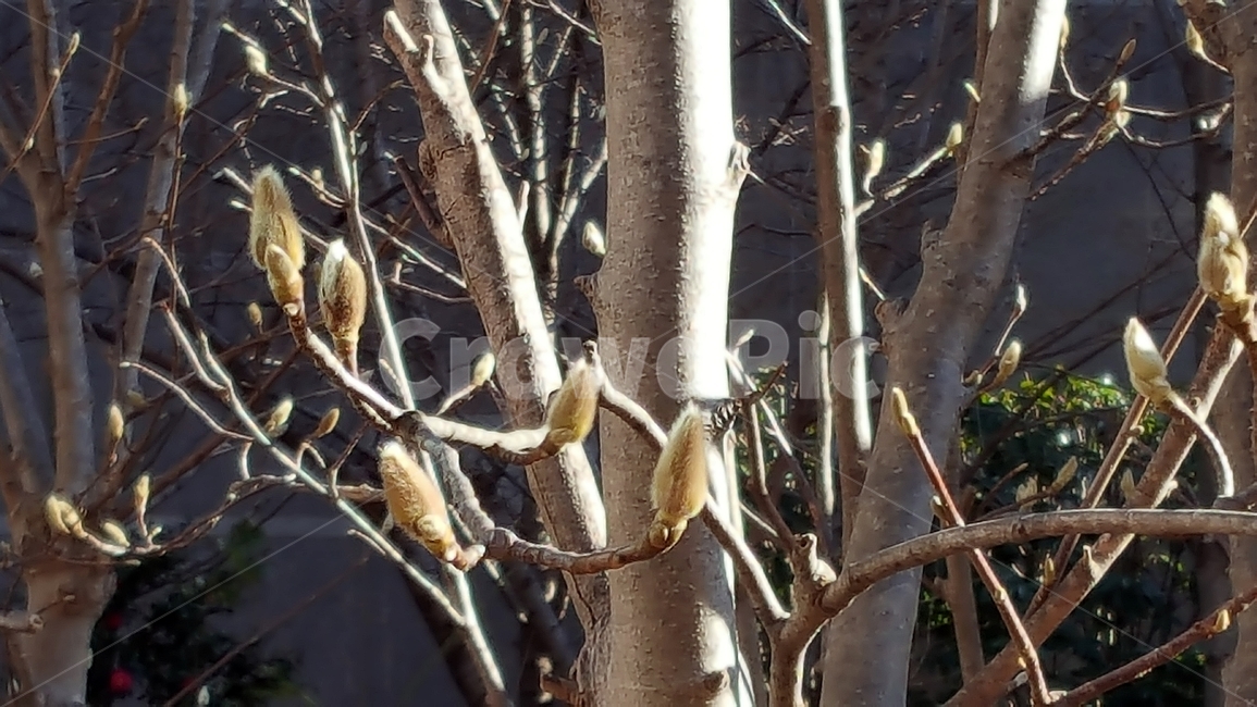 plant,식물,tree,나무,나무줄기,treetrunk,flower,꽃,blossom
