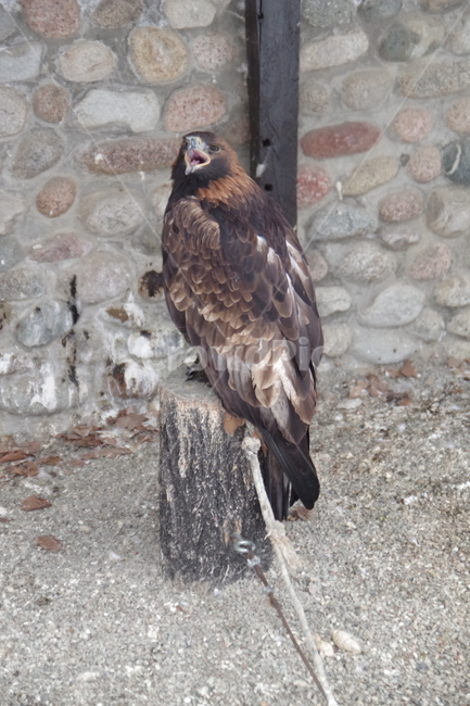 새,독수리,동물원,알마티,카자흐스탄,맹금류,eagle,birds,zoo,almaty,kazakhstan