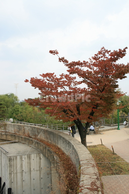 공원,나무,가을,하늘,풍경,단풍,가을,계절,fall,autumn,season,자연,풍경,nature,landscape,tree,plant,식물