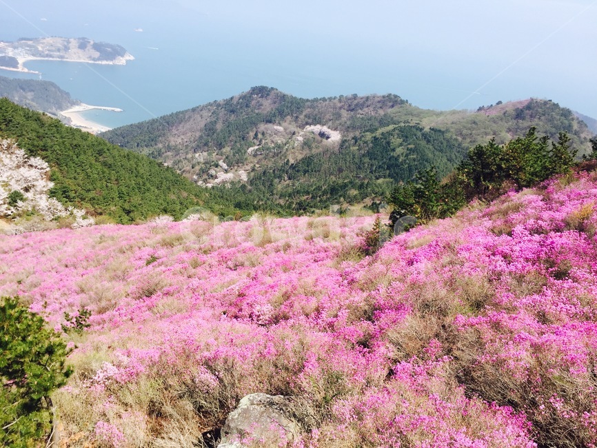 거제,진달래,축제,산,풍경