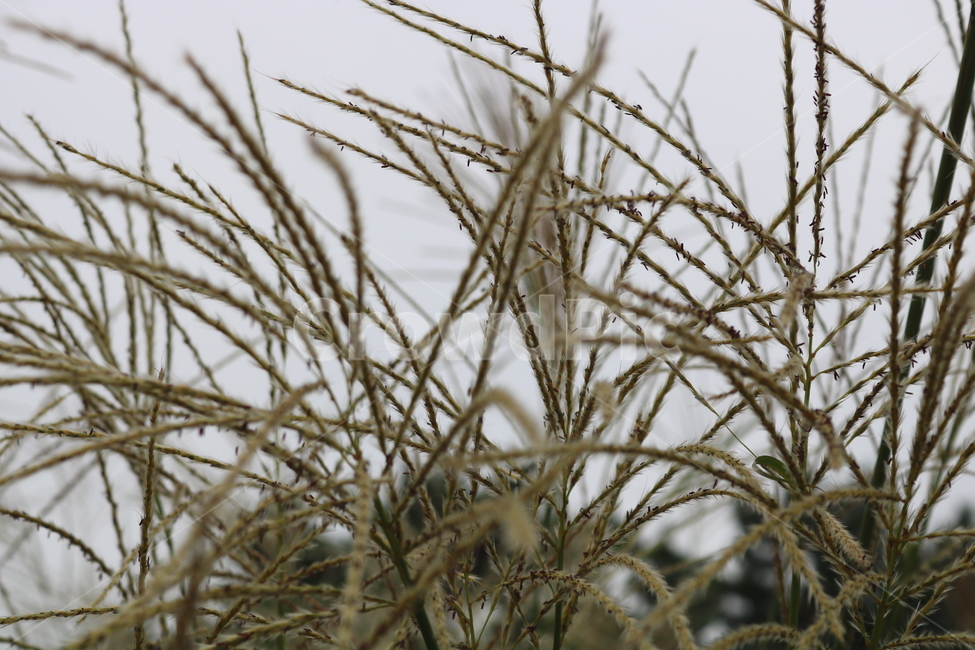 억새,풀,억새풀,식물,자연,들풀,두영,가을,식물,자연,plants,nature