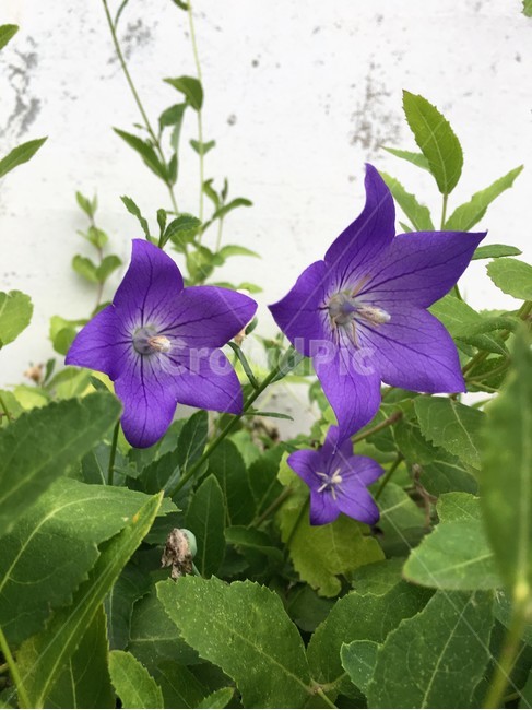 도라지,도라지꽃,보라꽃,꽃,식물,식물,자연,plants,nature,꽃,flower