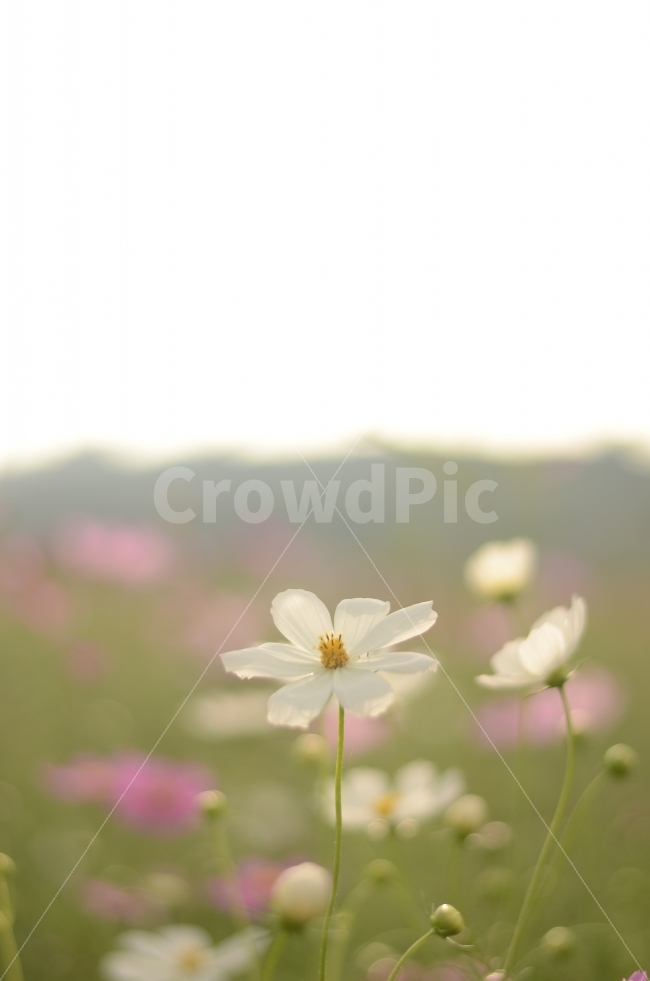 코스모스,가을,꽃,꽃사진,식물,자연,계절,fall,autumn,season,plants,nature,flower,하얀,봄,계절,spring,season,식물,자연,plants,nature,꽃,flower,plant