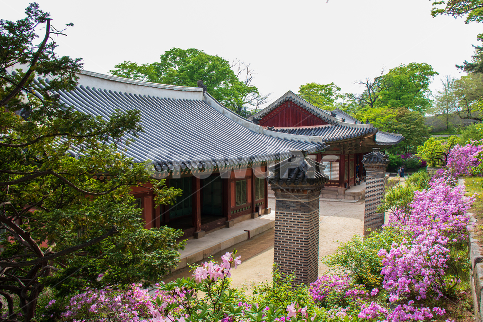 창경궁,기와집,한국,서울,봄,궁,korea,한옥,꽃,랜드마크,궁궐,고궁,기와,집,문화,역사,역사적인,전통,전통적인,한국전통,건물,풍경,경치,나무,한국문화,전통건축,건축,건축물,전통건축물,명소,관광지,여행지,문화재,국보,한국랜드마크,한국관광지,한국명소,유산,문화유산,유명,유명한,유명관광지,자연,식물,한국의,코리아,대한민국,남한,오래된,야외,배경,바탕,백그라운드,changgyeonggungpalace,changgyeonggung,palace,seoul,republicofkorea,landmark,culture,culturalassets,culturaltreasure,nationaltreasure,treasure,heritage,historic,historical,history,traditional,tradition,traditionalkoreanstylehouse,landscape,tree,trees,architecture,building,house,touristattraction,koreatouristattraction,famous,southkorea,flower,plant,spring,summer,green,natural,nature,beautiful,asia,ancient,old,classical,outdoor,outdoors,background,한국전통,한국문화,korean traditional,korean culture,랜드마크,landmark,tourist attraction,한국랜드마크,한국관광지,한국명소,korea landmark,korea tourist attraction,건축물,건물외관,exterior,building,structure,architecture,construction