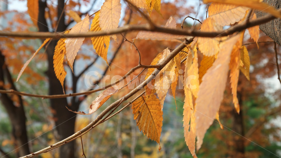 가을,단풍,낙엽,나무,단풍잎,leaf,fall,maple,autumn,감성