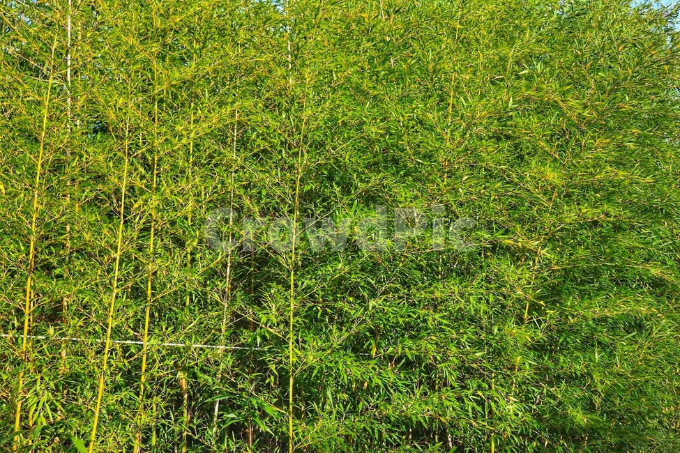풀,나무,여름,초록,자연,식물,자연,plants,nature