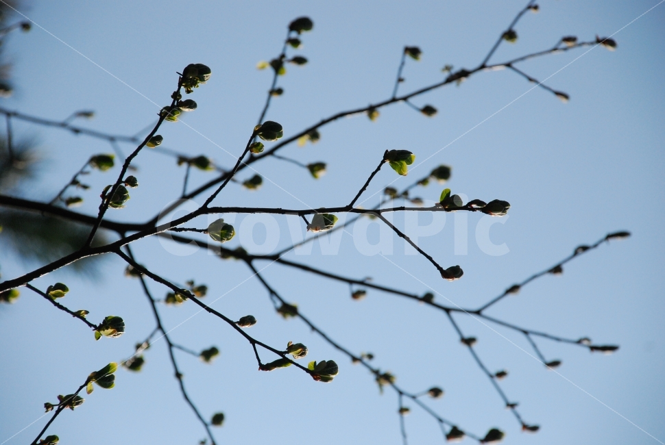새싹,봄,나무,새로움,꽃봉오리,봄,계절,spring,season,식물,자연,plants,nature,나무,trees,wood