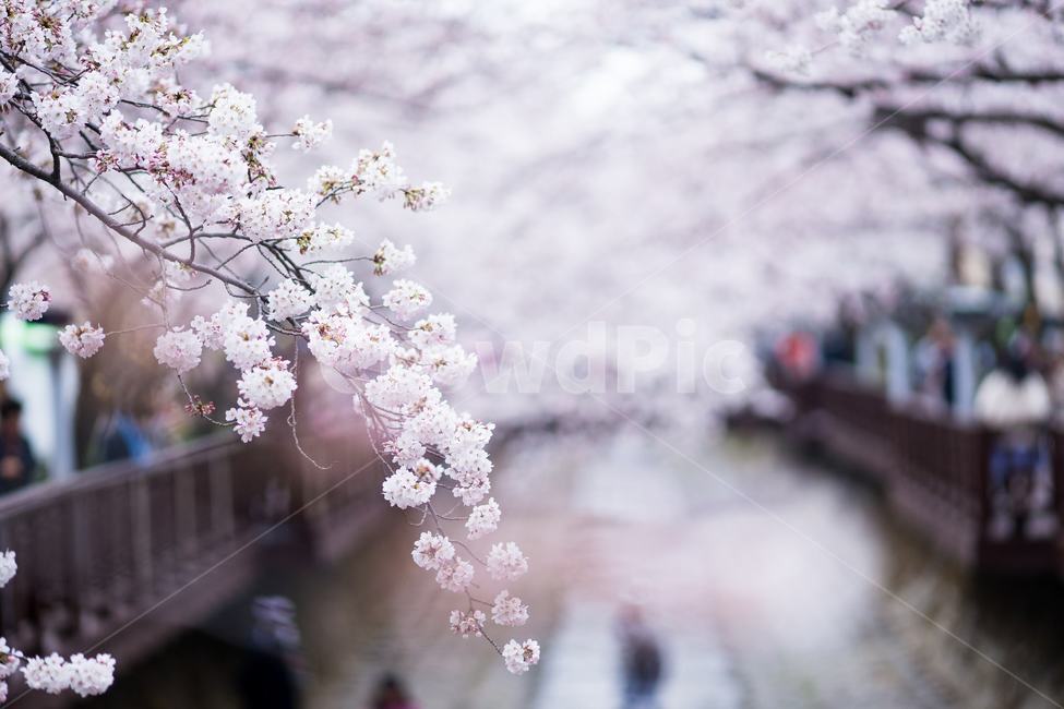 벚꽃,진해,군항제,봄,풍경,축제,봄꽃,로망스다리,봄,계절,spring,season,식물,자연,plants,nature,꽃,flower,사람들,대중,군중,other people,crowd,plant,blossom,cherry blossom
