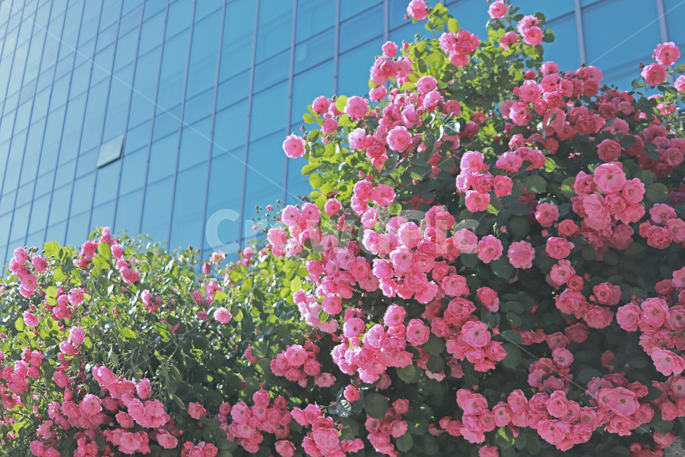 장미,핑크장미,장미담벼락,꽃,꽃배경,꽃,flower