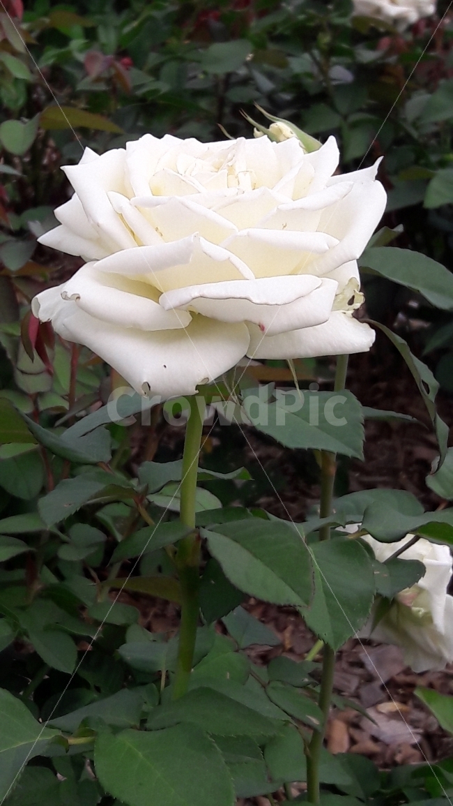 꽃,장미,흰색,초록,존경,식물,자연,plants,nature,꽃,flower