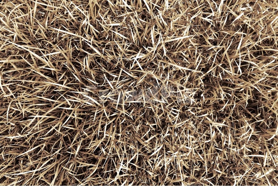 풀,풀밭,잔디,자연,패턴,배경,모노톤,nature,grass,plant,pattern,monotone,식물,자연,plants,nature