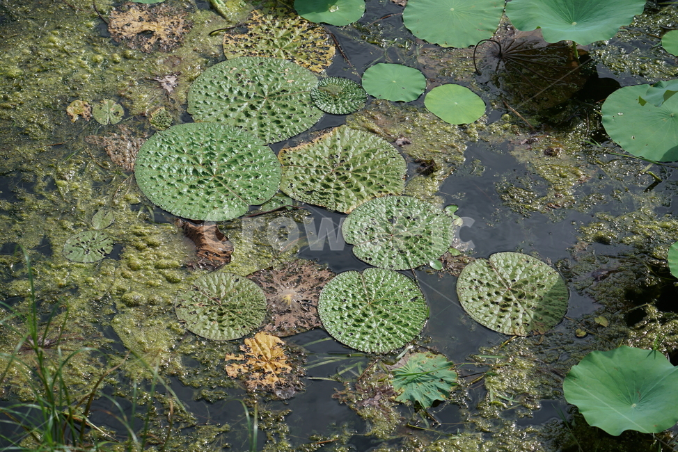 가시연,수련과,충매화,폐쇄화,foxnut,gorgonpiant,plant,식물,식물,자연,plants,nature