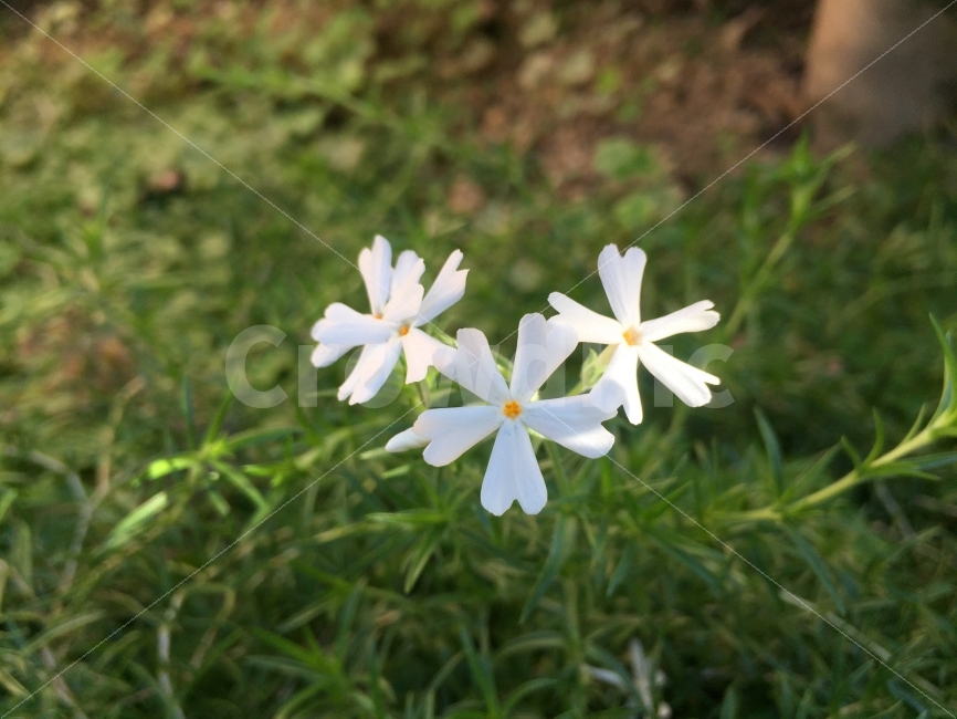 꽃,자연,풍경,감성,감성사진,식물,자연,plants,nature,꽃,flower,감성,sensible,feeling