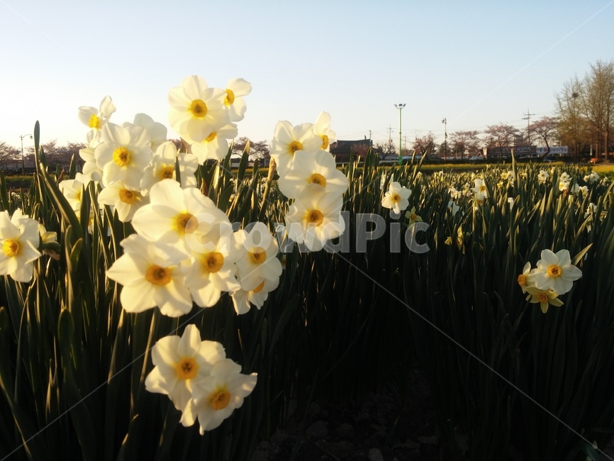 plant,식물,flower,꽃,해질무렵,힐링,아름다움,석양,식물,자연,plants,nature,꽃,flower