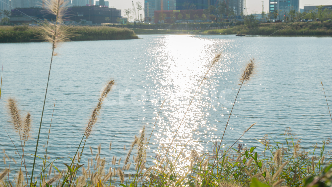 reed,grass,plant,식물,lawn,잔디,강,갈대,갈대밭,가을,호수,햇빛,식물,자연,plants,nature