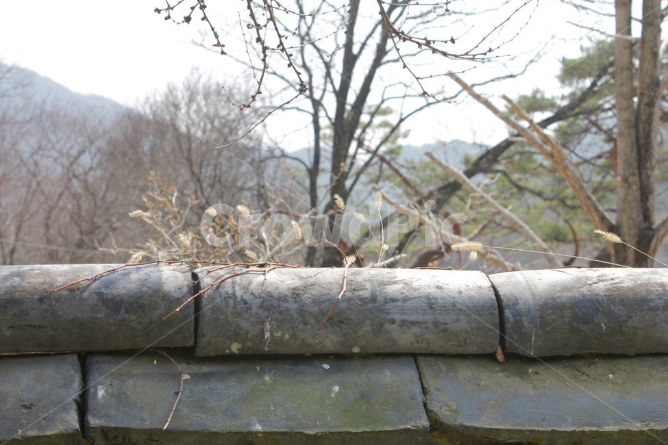 기와,풀,한옥,지붕,담장,한국식담장,옥외,outdoors