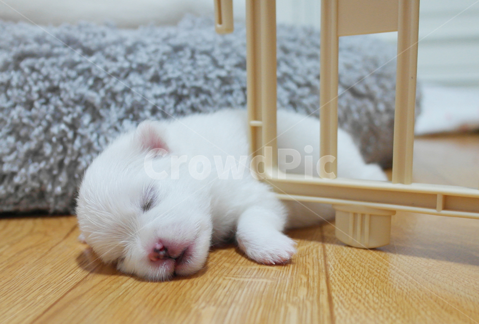 강아지,아기강아지,포메라니안,새끼강아지,자는강아지,동물,animal,포유류,mammal,개,강아지,dog,doggy