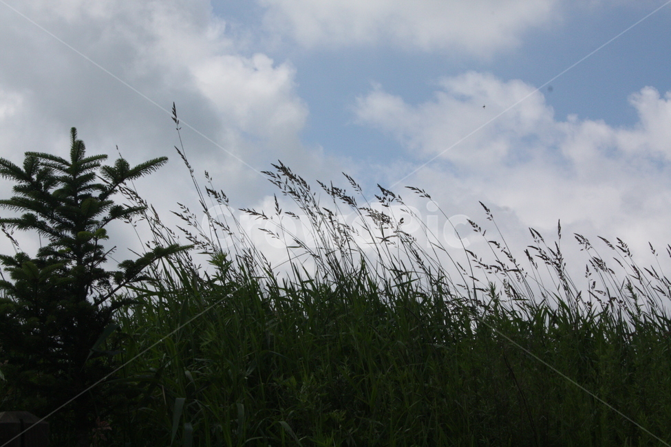 sheep,숲,식물,잔디,갈대,tree,나무,자연,풍경,nature,landscape,grass,plant,lawn,reed,bird,새,animal,동물