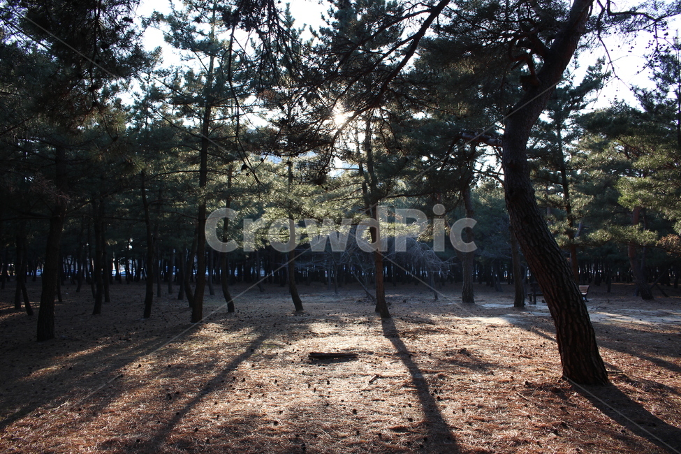 석양,숲,나무,햇살,자연,색감,햇빛,자연,풍경,nature,landscape,식물,plants,나무,trees,wood,휴식,힐링,rest,relaxation,healing,plant,tree,ground,바닥,tree trunk,나무 줄기