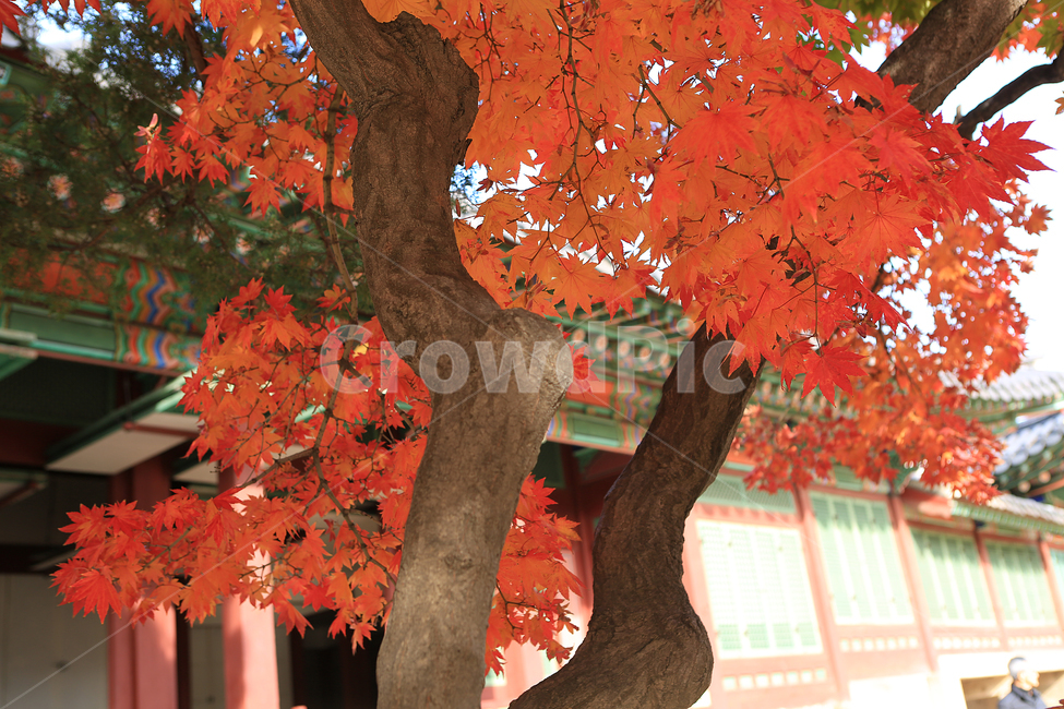 가을,단풍,덕수궁,궁,나무,fall,autumncolors,palace,tree,가을,계절,fall,autumn,season,한국전통,한국문화,korean traditional,korean culture,건축물,건물외관,exterior,building,structure,architecture,construction,leaf,잎,plant,식물,maple