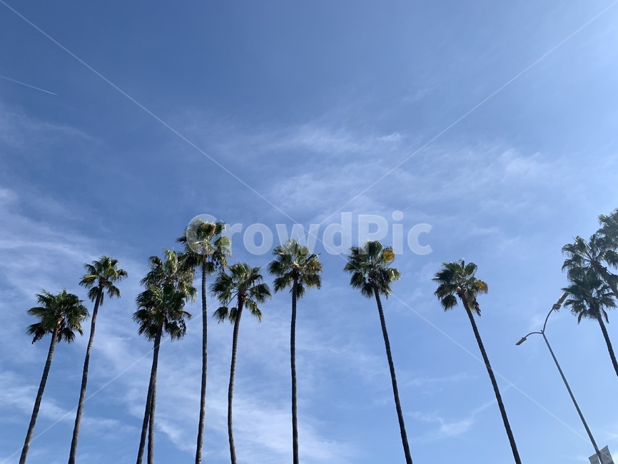 야자나무,야자수,미국하늘,하늘,구름