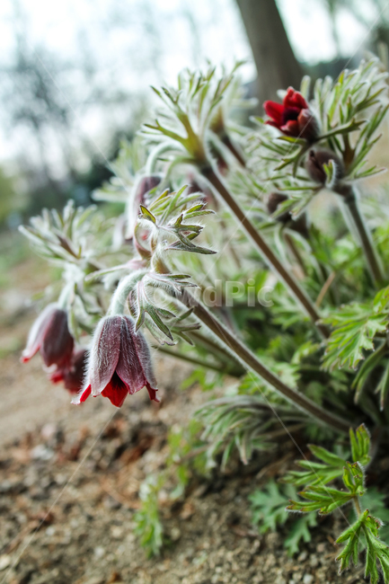 할미꽃,꽃,야생화,식물,꽃송이,자주색꽃,솜털,군락지,자연,식물,자연,plants,nature,꽃,flower