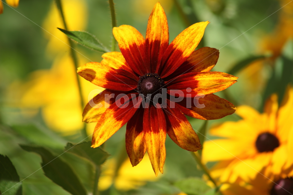 원추천인국,루드베키아,꽃,여름,coneflower