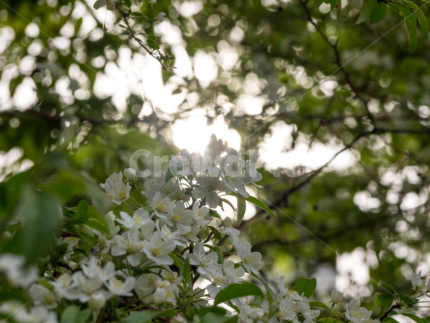 식물,plant,꽃,flower,빛,light,나무,tree