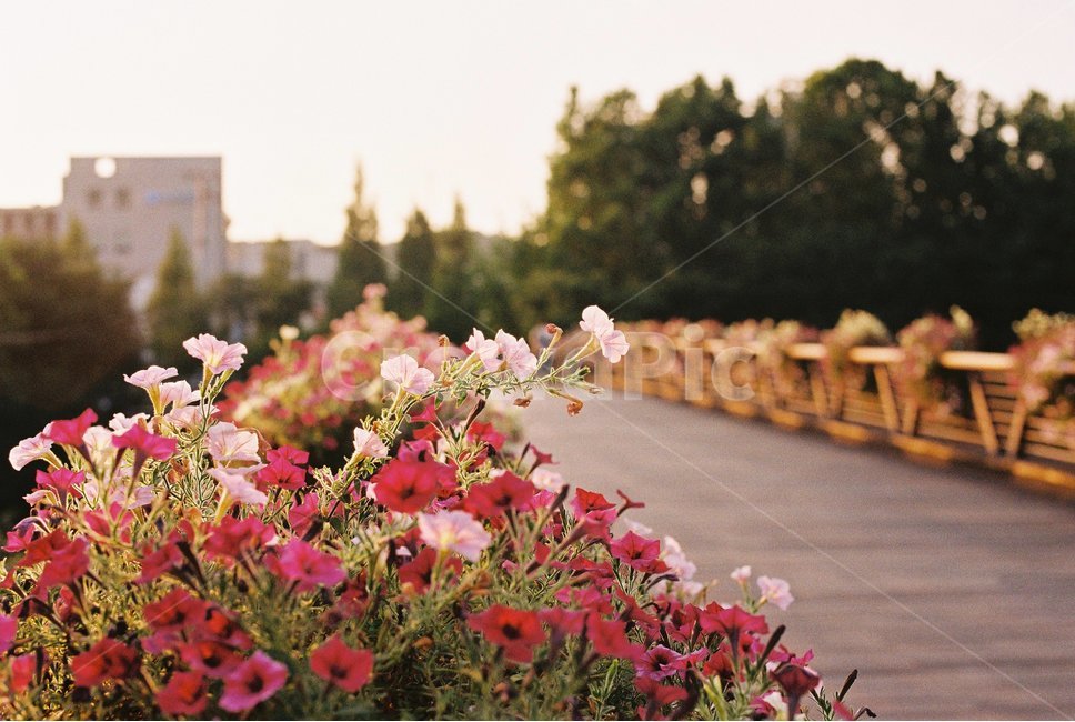 꽃,flower,제라늄,geranium,식물,plant,다리,bridge,봄,여름,blossom,식물,자연,plants,nature,꽃,flower