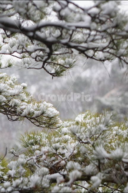 용봉산,겨울,눈,풍경,소나무,눈송이,겨울,계절,winter,season,식물,자연,plants,nature