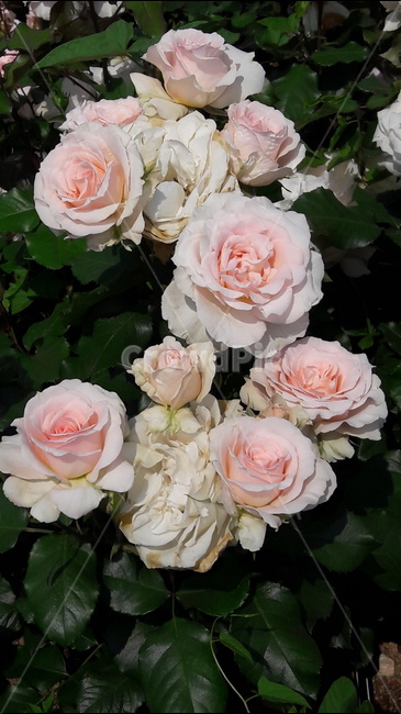 백만송이,장미원,꽃,흰색,분홍,식물,자연,plants,nature,꽃,flower