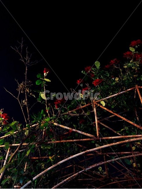 장미,풍경,장미넝쿨,다크,고혹,퇴페적,배경화면,야경,밤,풍경,nightscape,night,landscape,식물,자연,plants,nature,꽃,flower
