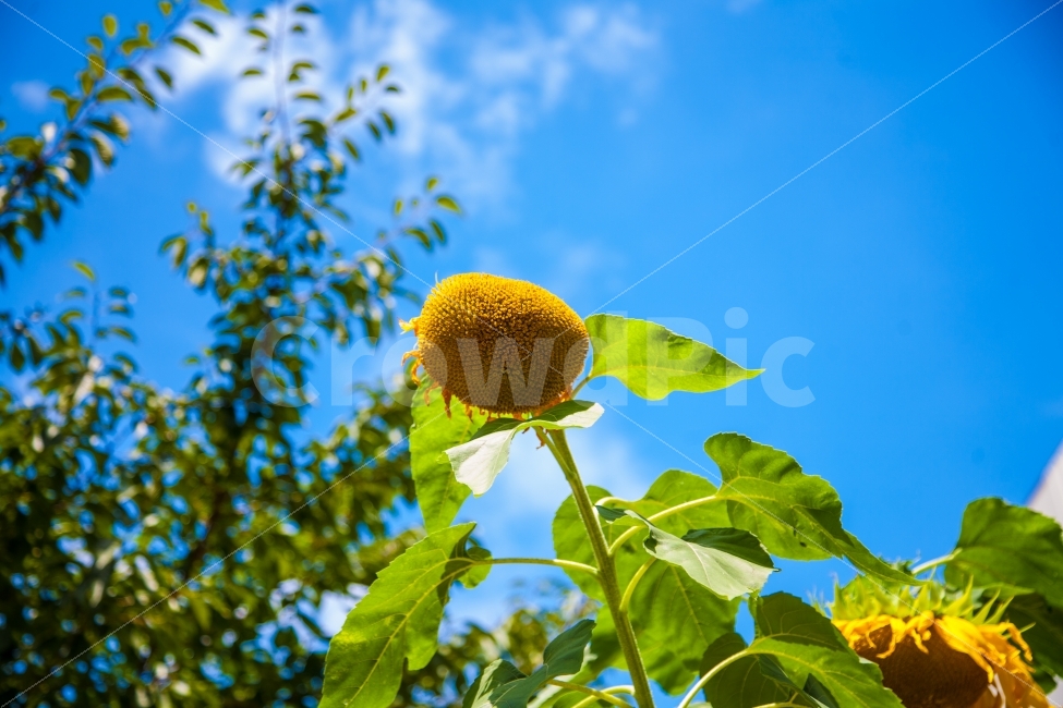 해바라기,하늘,꽃,풍경,자연,여행사진,일본,오사카,여름,계절,summer,season,식물,자연,plants,nature,꽃,flower,plant