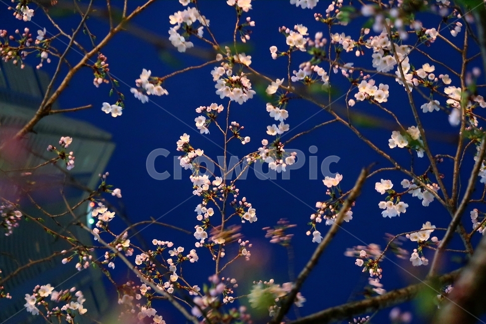 봄,벚꽃,꽃,식물,밤,spring,flower,blossom,plant