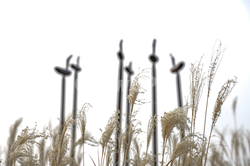 솟대,염원,상징,모양,수호,감성,전통,가을,계절,fall,autumn,season,식물,자연,plants,nature,plant,grass,잔디