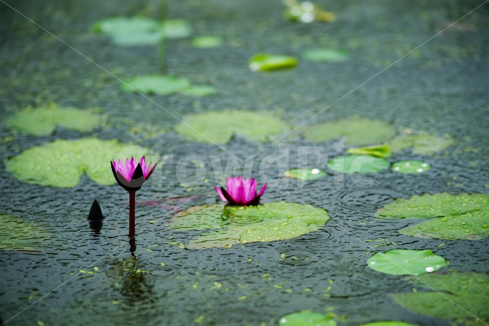 수련,비,연잎,분홍,폭우,자연,식물,자연,plants,nature,꽃,flower