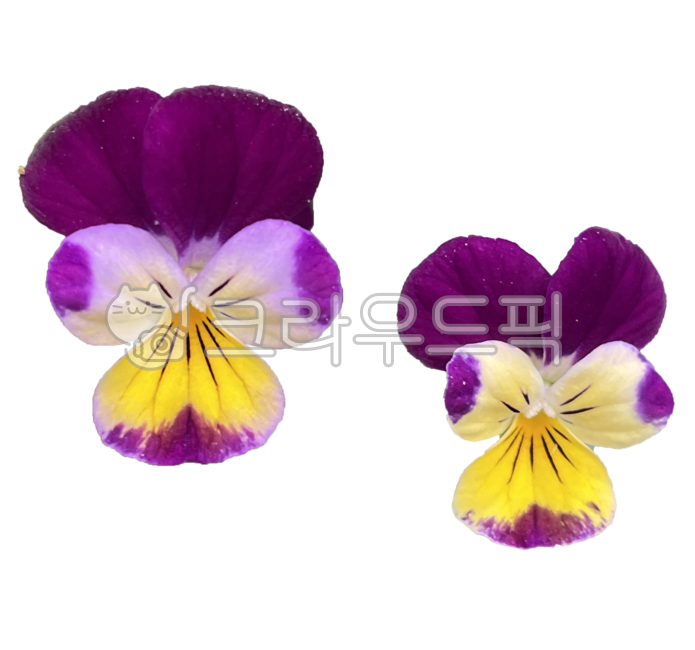 penzi,purple flower,flowers,yellow,purple,butterfly flower,flower