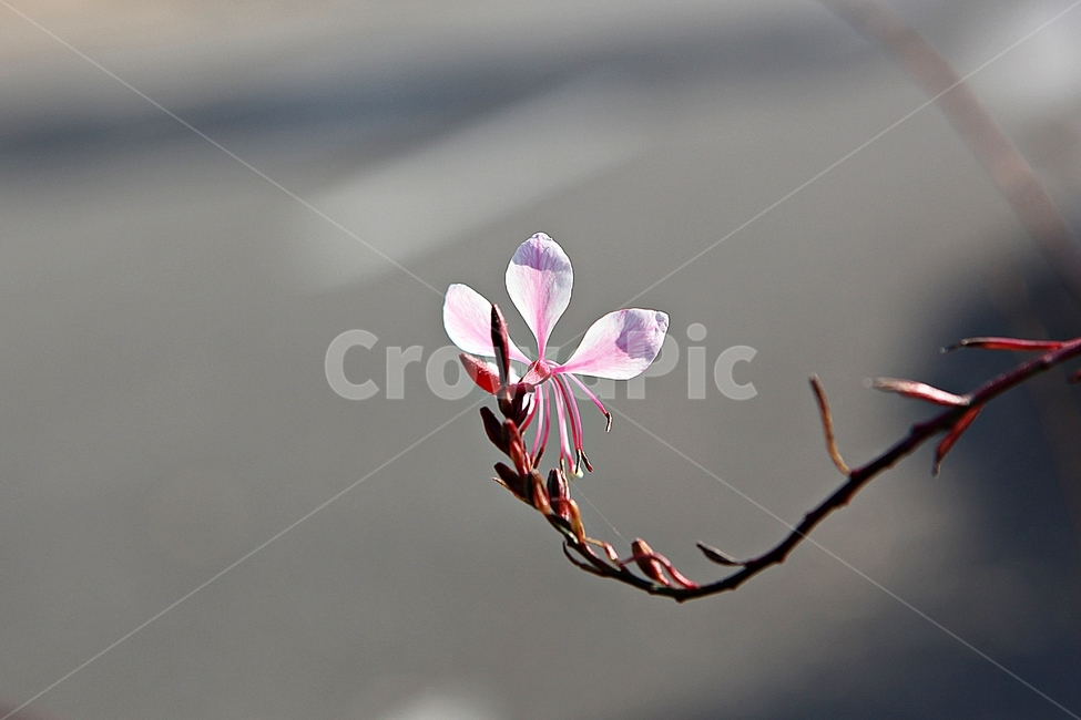 가우라,꽃,꽃잎,잎,줄기,식물,공원,자연,가을,가을,계절,fall,autumn,season,식물,자연,plants,nature,꽃,flower,plant,geranium,제라늄,blossom,cherry blossom,벚꽃