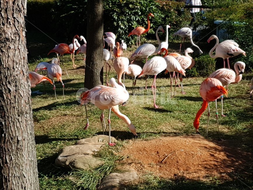 animal,동물,bird,새,홍학,플라밍고,동물,animal,조류,새,birds