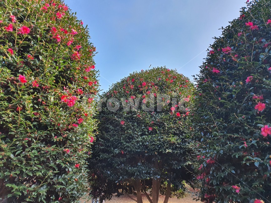 동백꽃,동백,나무,꽃,숲,자연,정원,공원,하늘,tree,flower,garden,outdoors