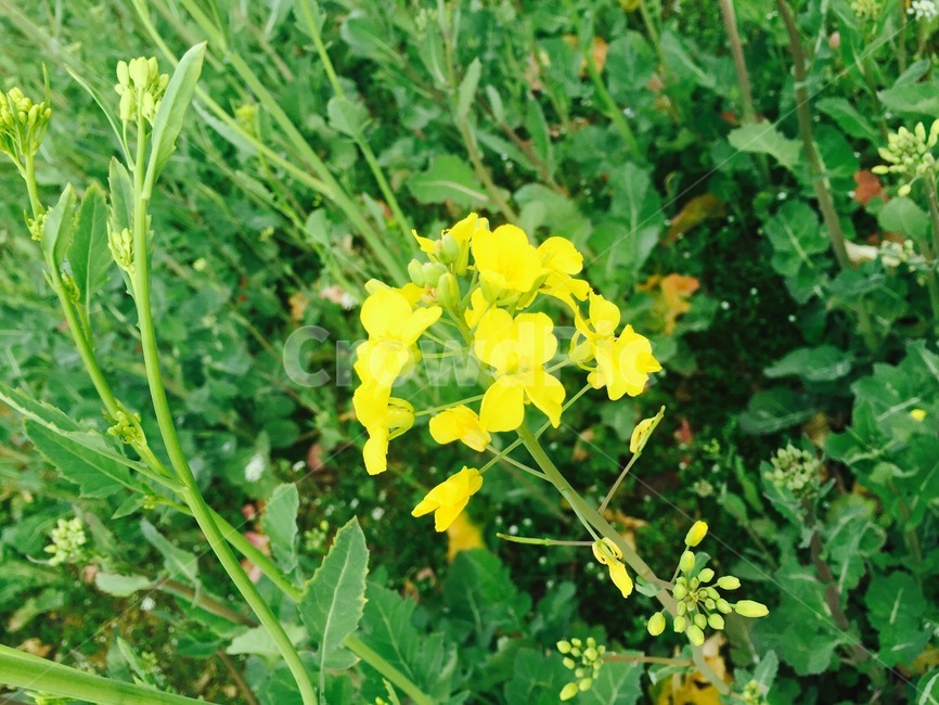 plant,식물,pottedplant,vase,꽃,유채꽃,봄꽃,식물,자연,plants,nature,꽃,flower